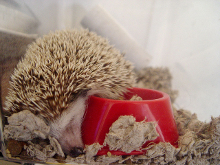 Illustration for article titled Hedgehogs Run A Marathon Every Night